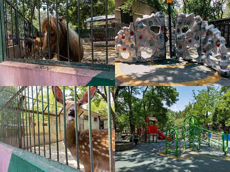 「六一儿童节」回忆童年—最详细的北京动物园游园攻略