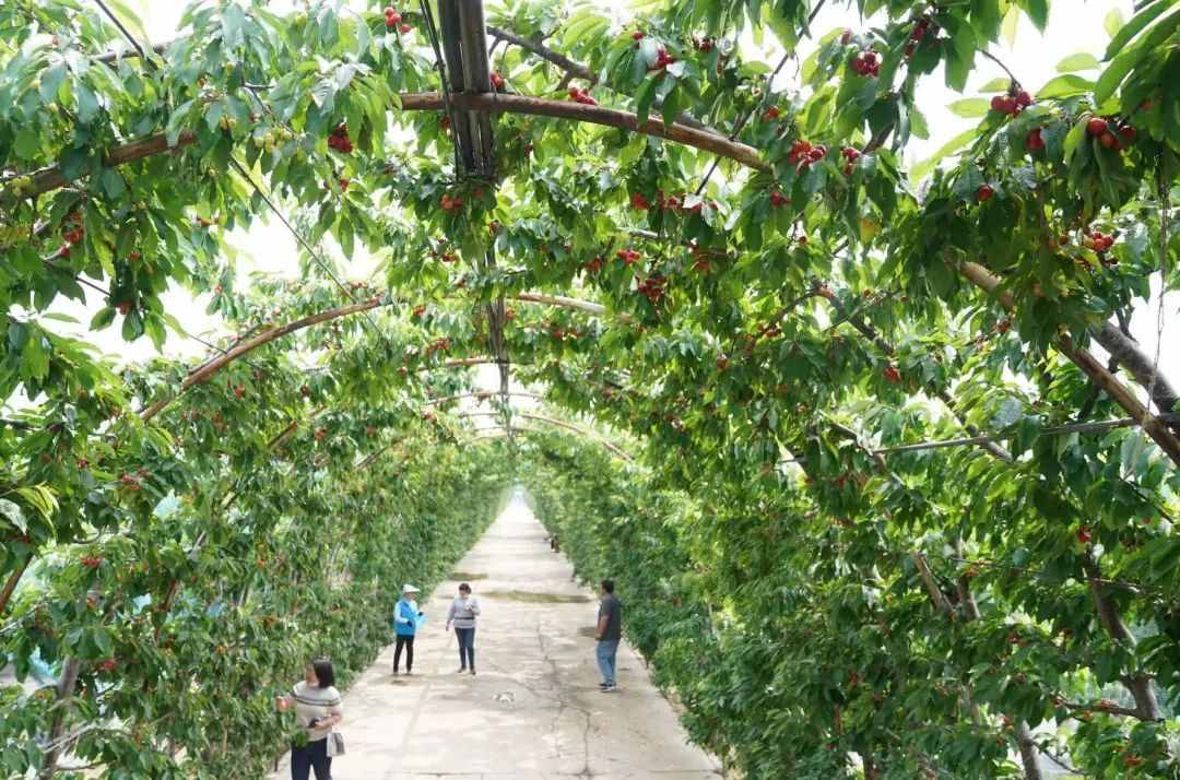 丰台王佐有条800米樱桃长廊，还有蓝莓可以尽情采摘