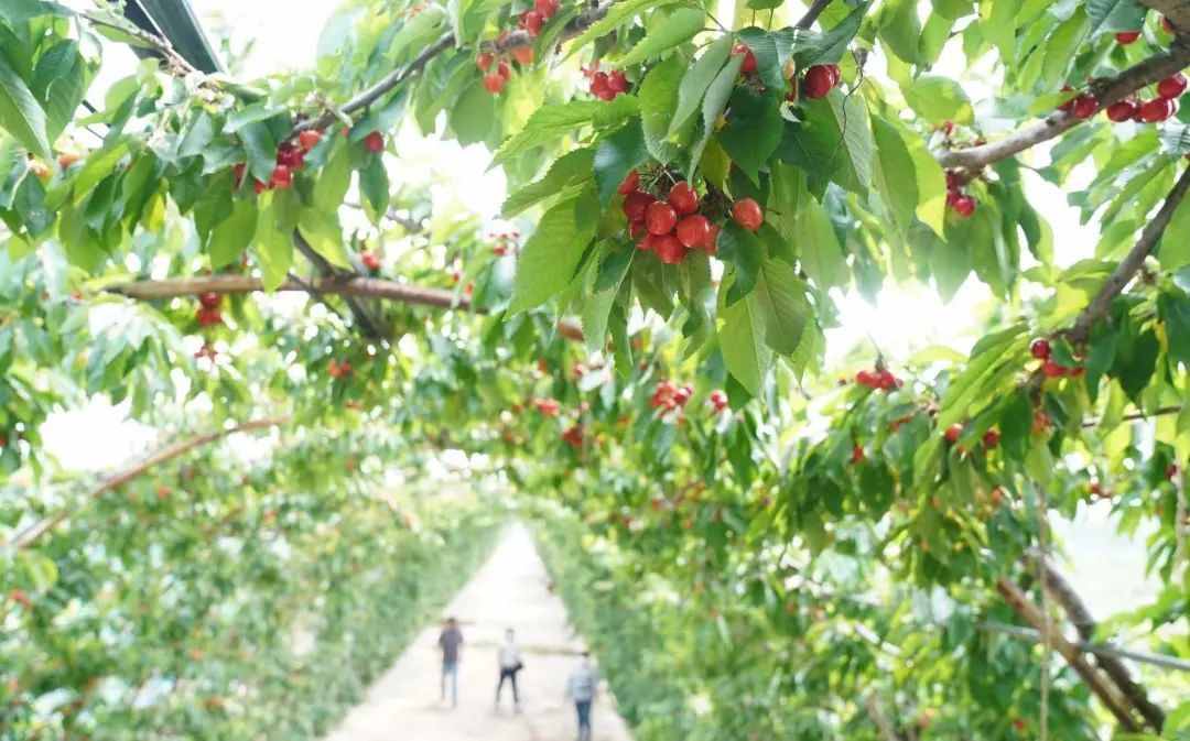 丰台王佐有条800米樱桃长廊，还有蓝莓可以尽情采摘