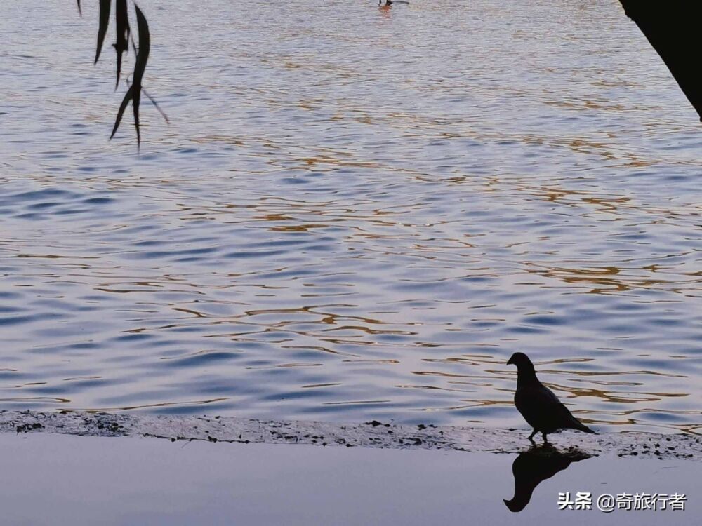 你还记得，大明湖畔的夏雨荷吗？