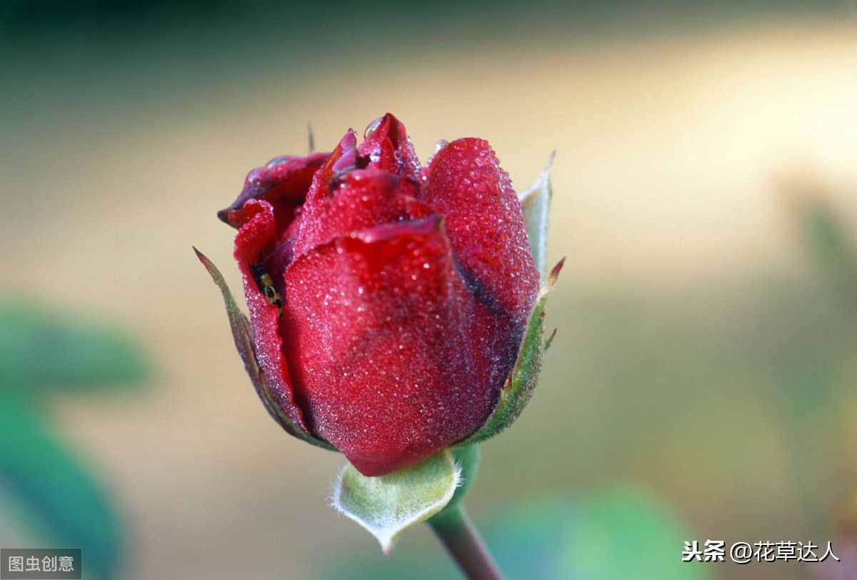 玫瑰花语每朵代表什么 不同数量玫瑰的含义