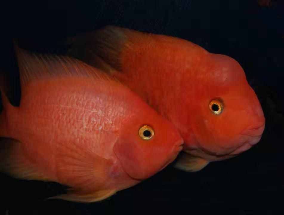 用以下方法饲养鹦鹉鱼，就不信它们不红，体色一定会达到最佳