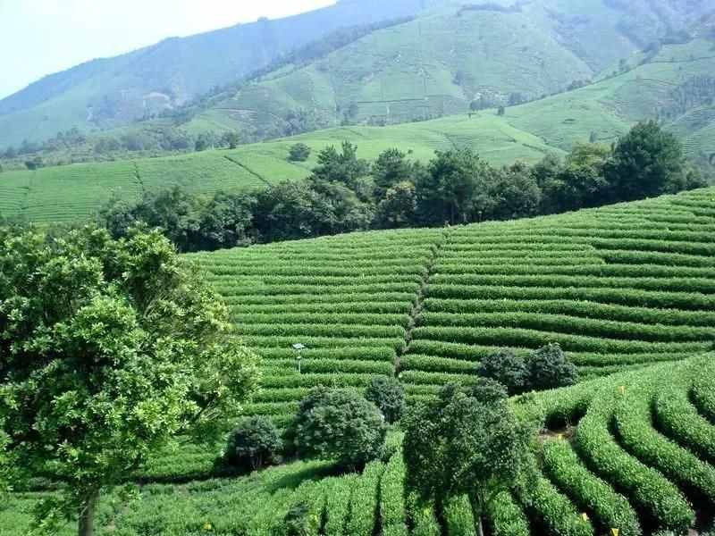 淡茶抗疫：西湖龙井茶（绿茶），斯宅高山茶（绿茶、红茶）