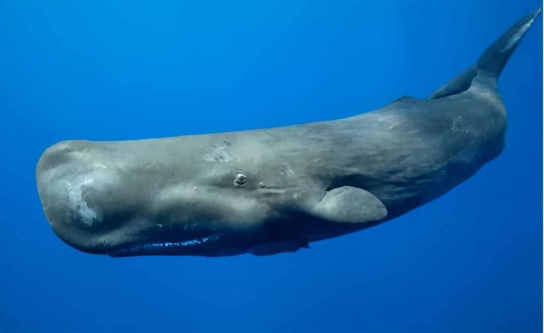 英国渔民碰见抹香鲸尸体，在它肚子里发现宝物，价值150万美元