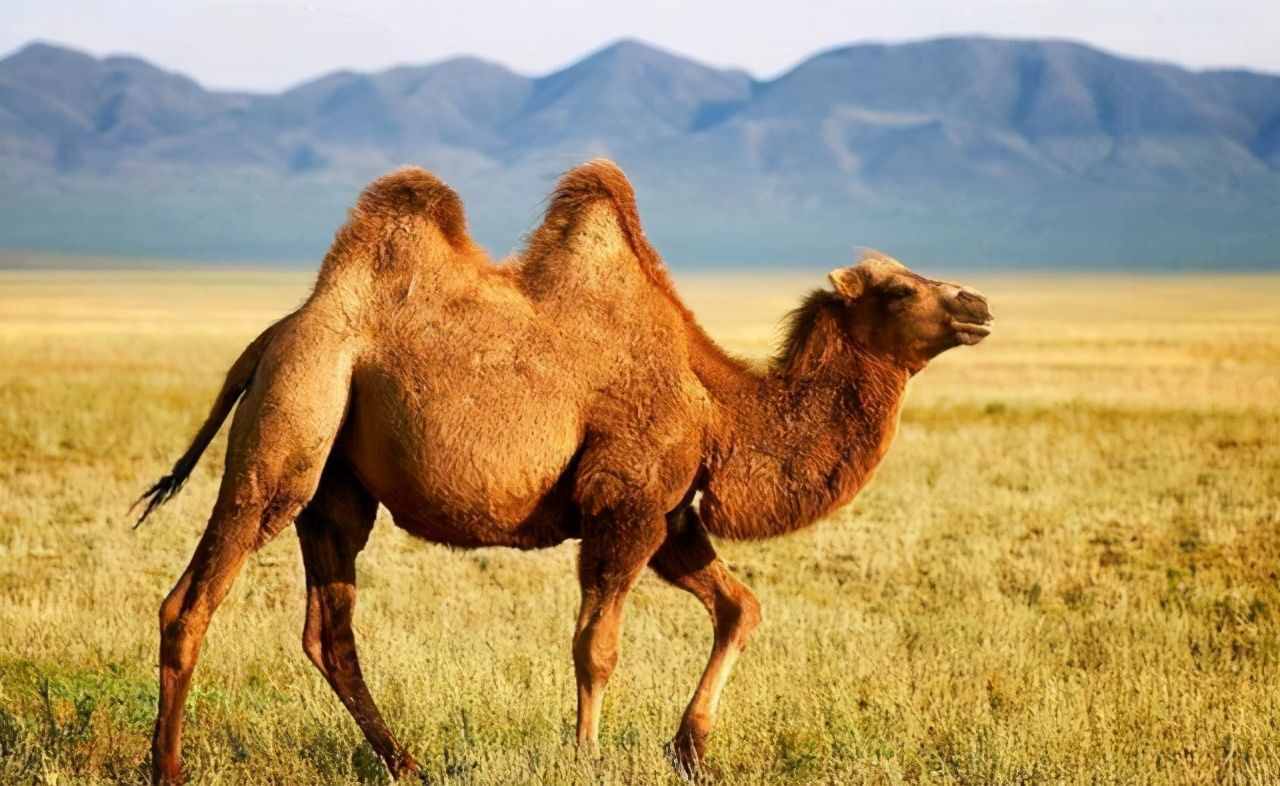 骆驼很少被食肉动物捕杀，这是为什么？