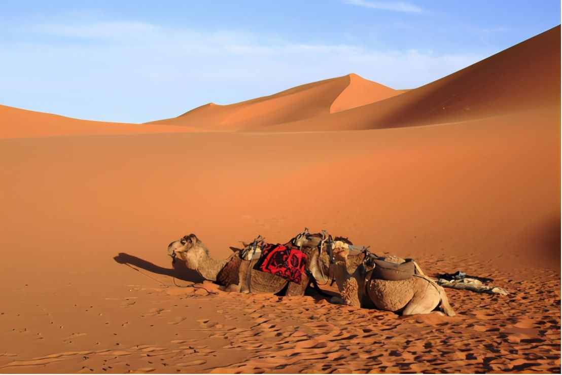 骆驼很少被食肉动物捕杀，这是为什么？