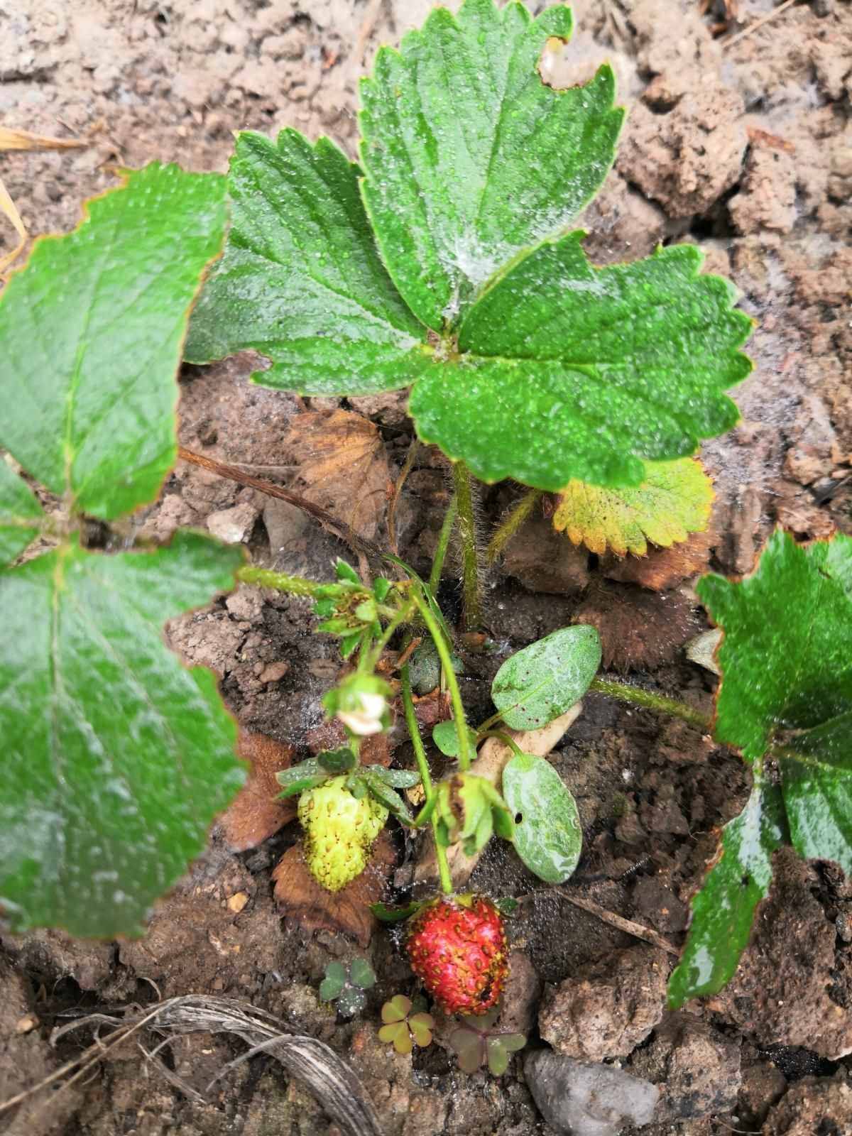 草莓养植技巧，从种子到结果，包你吃上酸甜可口的草莓