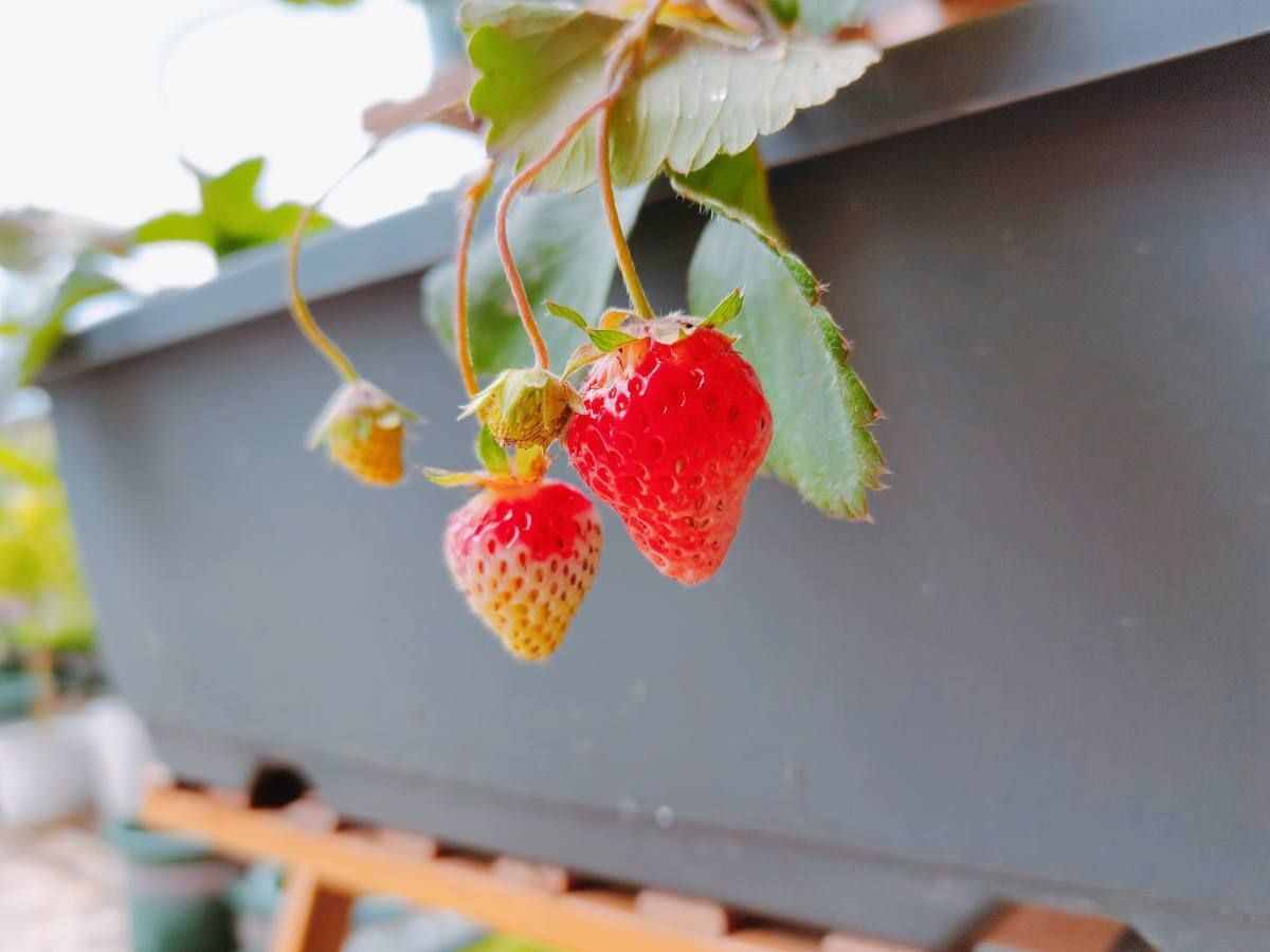 草莓养植技巧，从种子到结果，包你吃上酸甜可口的草莓