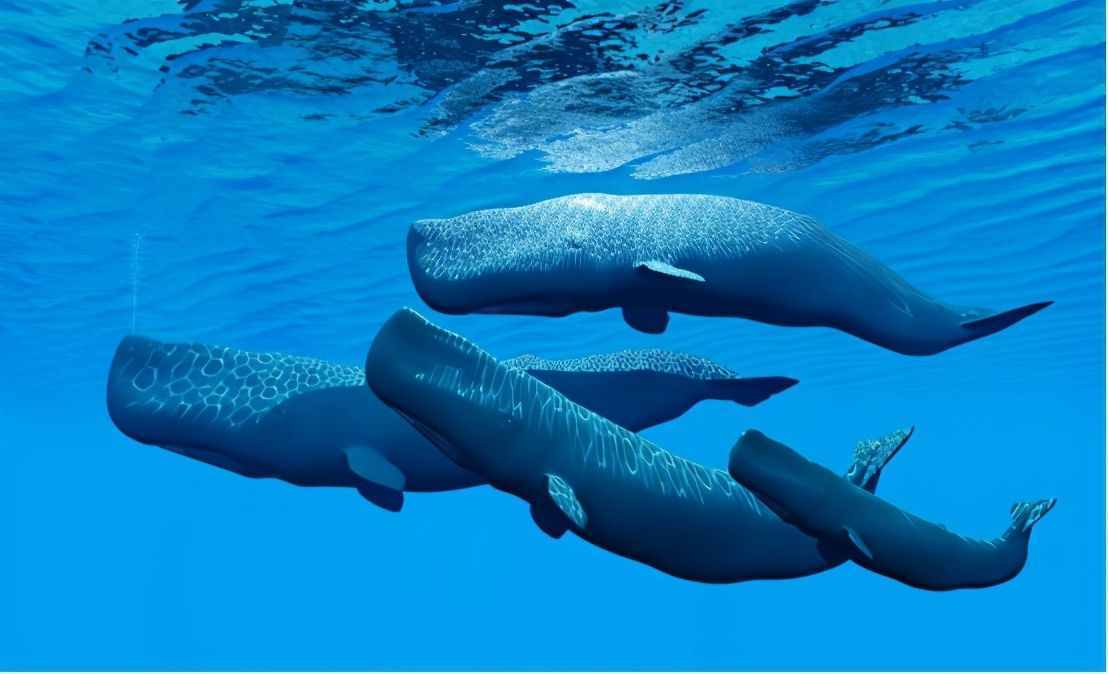 英国渔民碰见抹香鲸尸体，在它肚子里发现宝物，价值150万美元