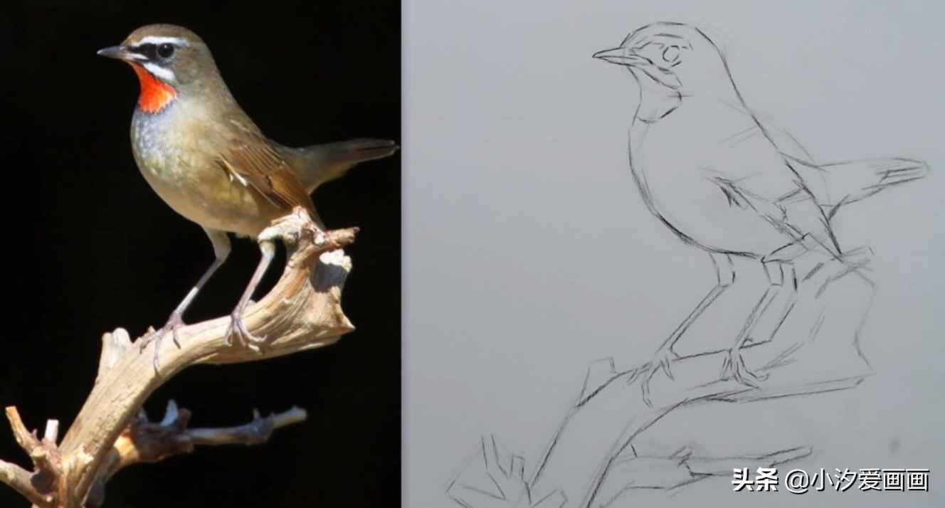 素描教程：如何画出活灵活现的鸟，学会这一招，再难都会画