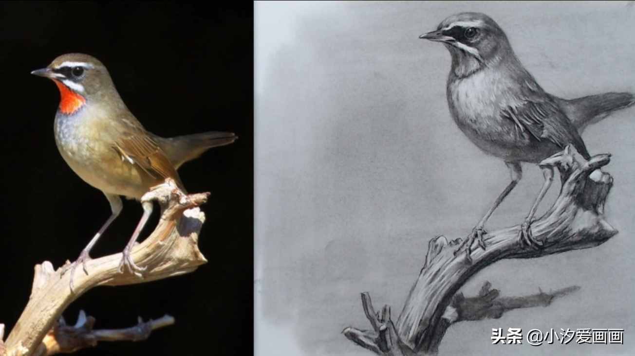 素描教程：如何画出活灵活现的鸟，学会这一招，再难都会画