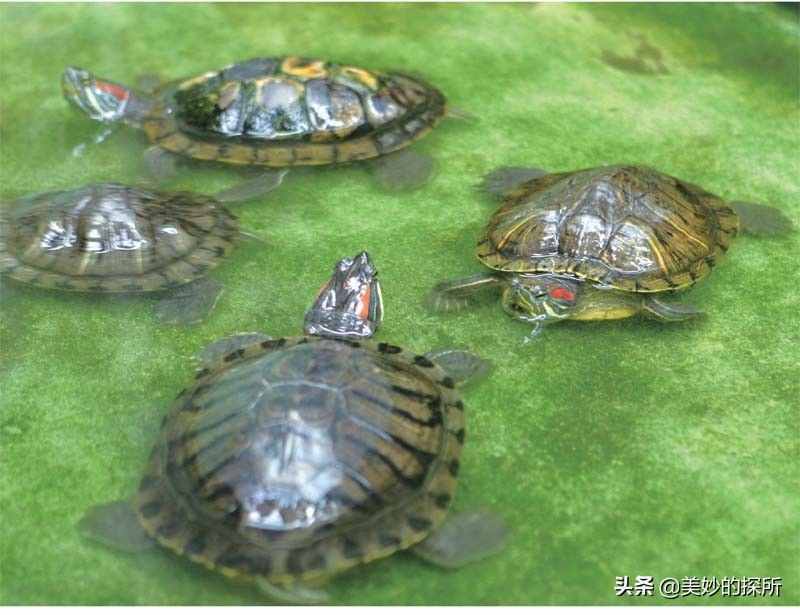 中国每年新增5000万只巴西龟，警惕，或许是个潜伏的定时炸弹