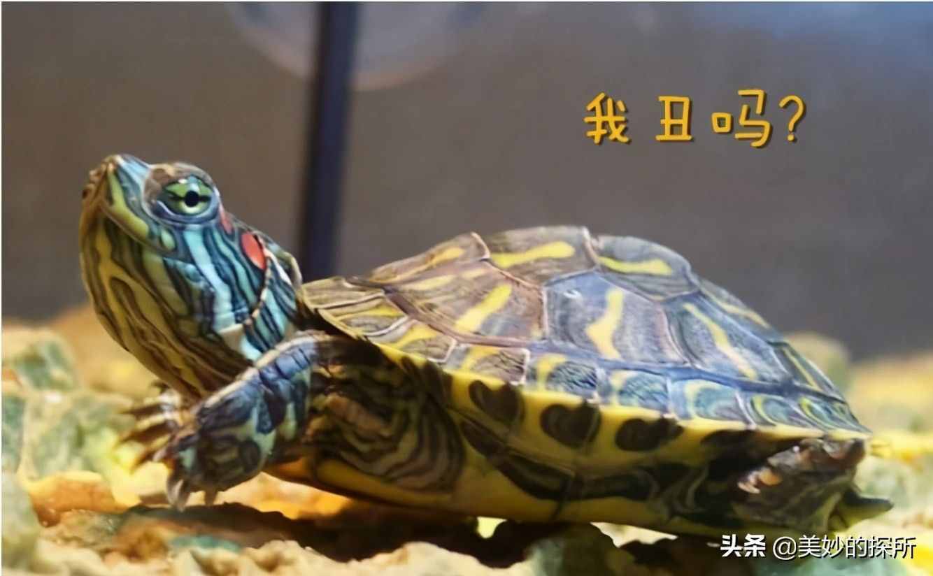 中国每年新增5000万只巴西龟，警惕，或许是个潜伏的定时炸弹