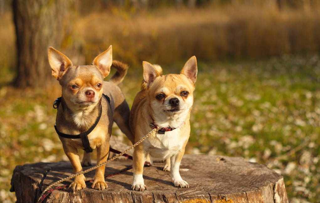寿命“最长”的3种狗和寿命“最短”的3种狗，有你家狗吗？