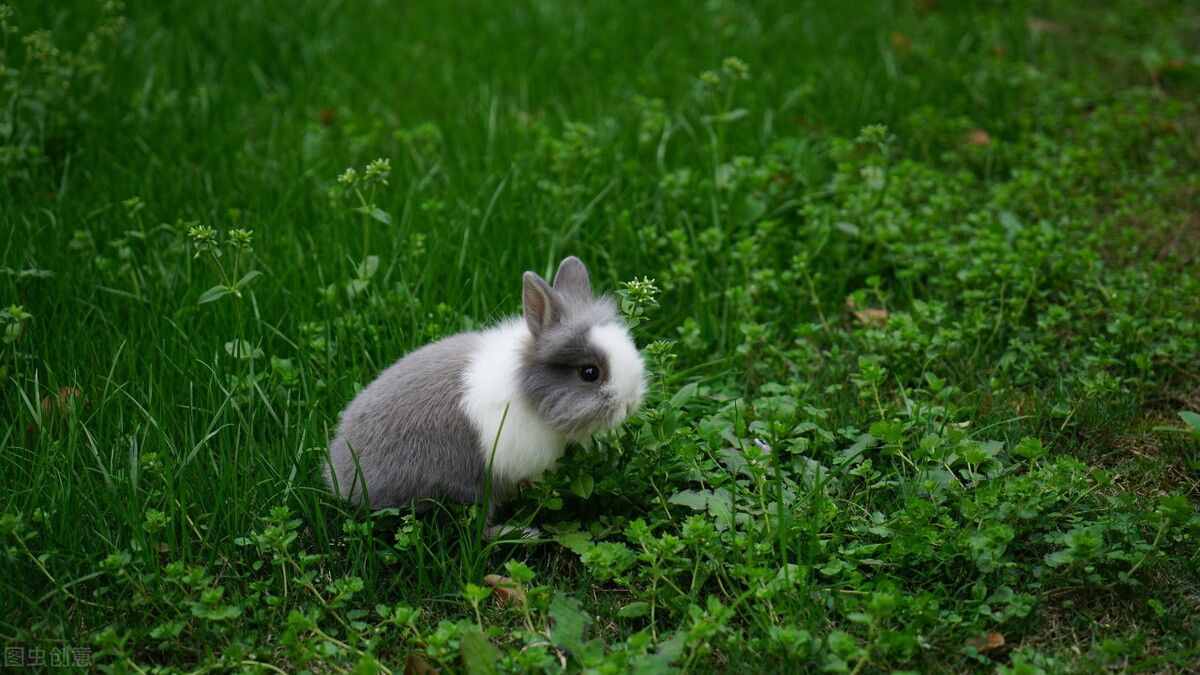 小兔子温顺可人，受到很多人的喜爱，小兔子怎么养