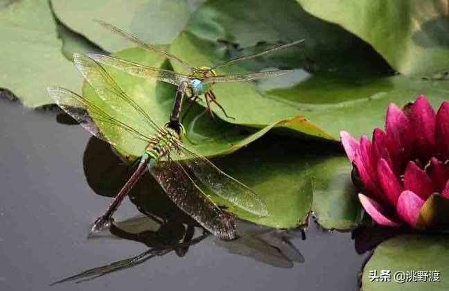 上联：蜻蜓点水江湖险，邀对下联