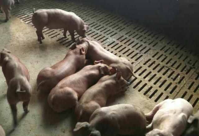 氨气是引发猪群呼吸道疾病的主要诱因，但还有其它因素
