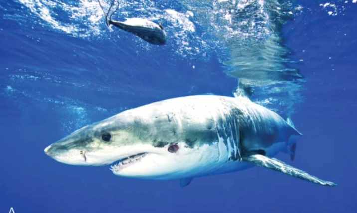 吃虎鲸的肉喝大白鲨的血，连人类的潜艇都不放过！这才是海洋霸主