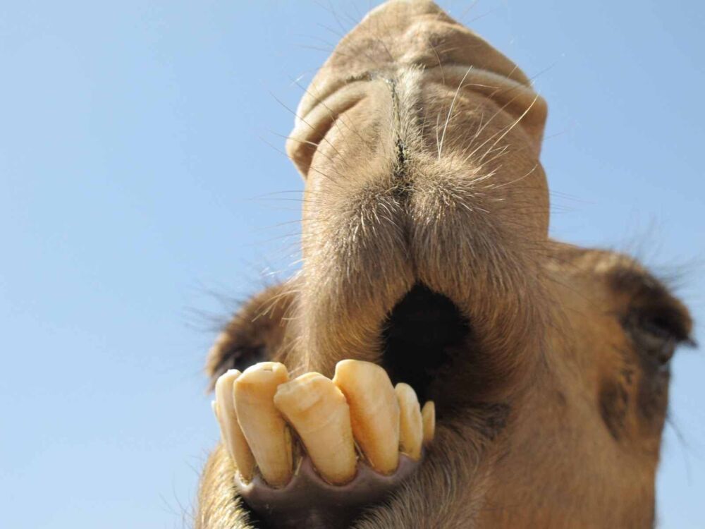 骆驼张开嘴，人们就知道它为什么敢啃仙人掌了