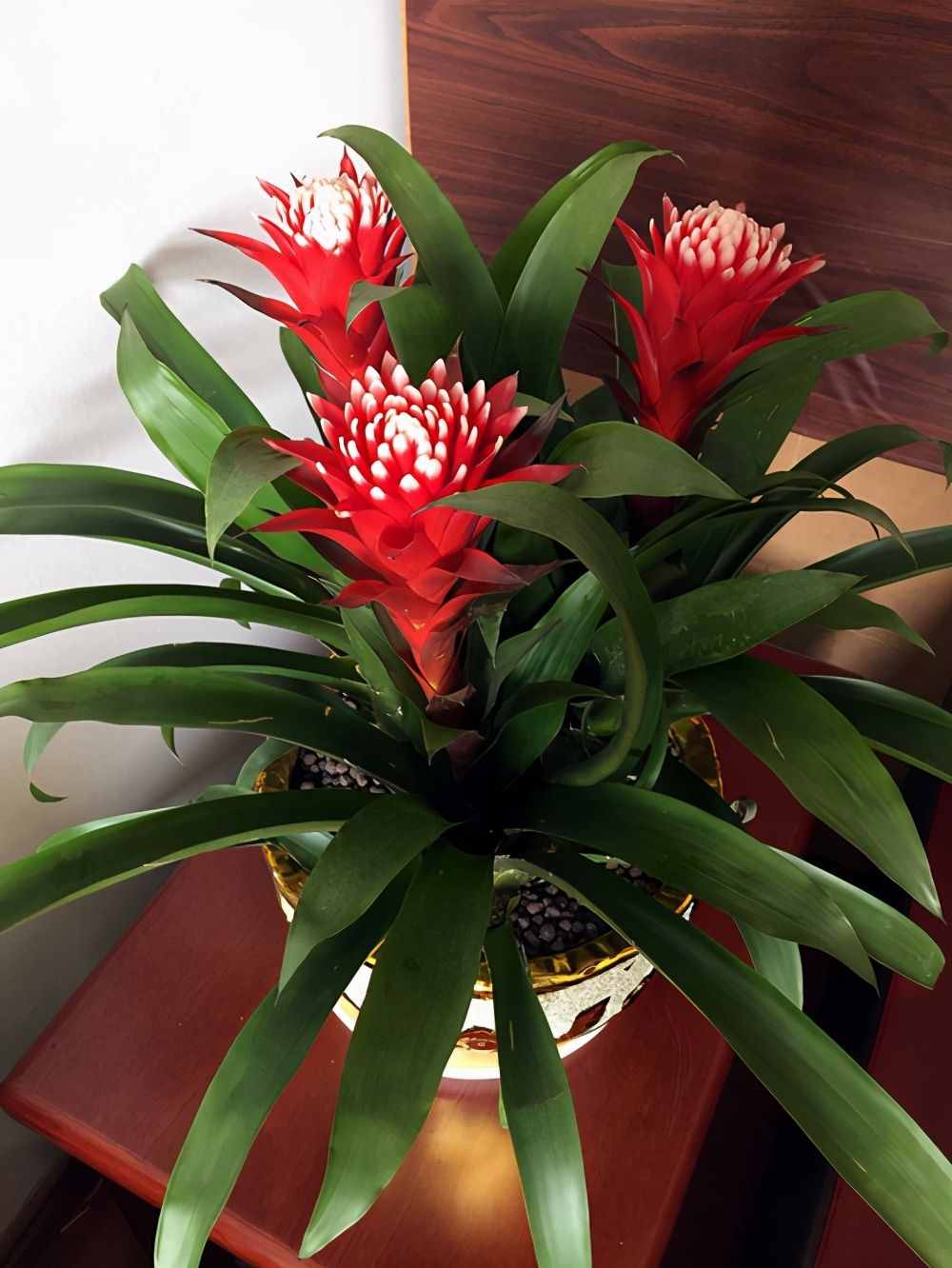 凤梨科植物大盘点，5种适合室内养护的品种，你家里有吗？