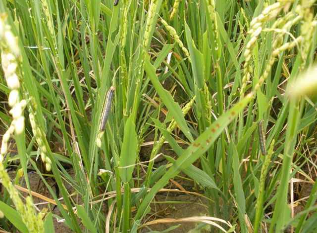 病虫害防治：小麦粘虫生活习性是什么？小麦粘虫如何防治？