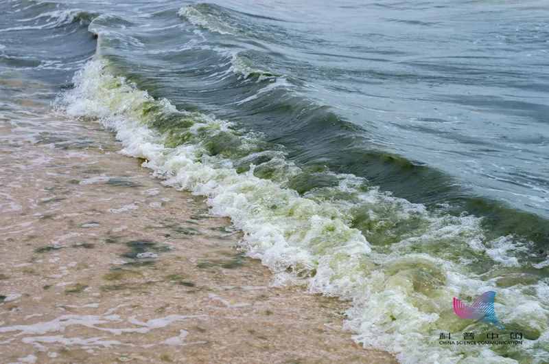 注意！发生赤潮的海水可能有毒，被污染的海鲜也不要吃