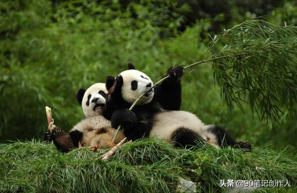 最全成都大熊猫繁育研究基地攻略