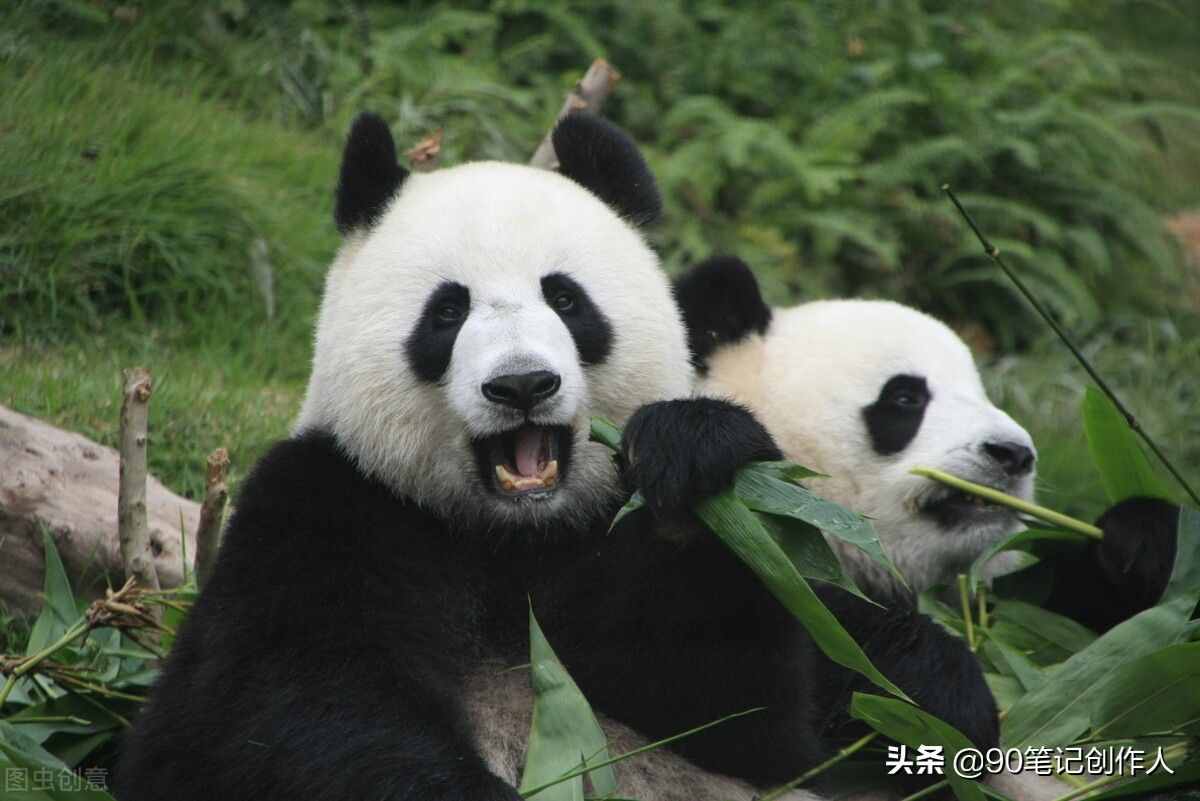 最全成都大熊猫繁育研究基地攻略