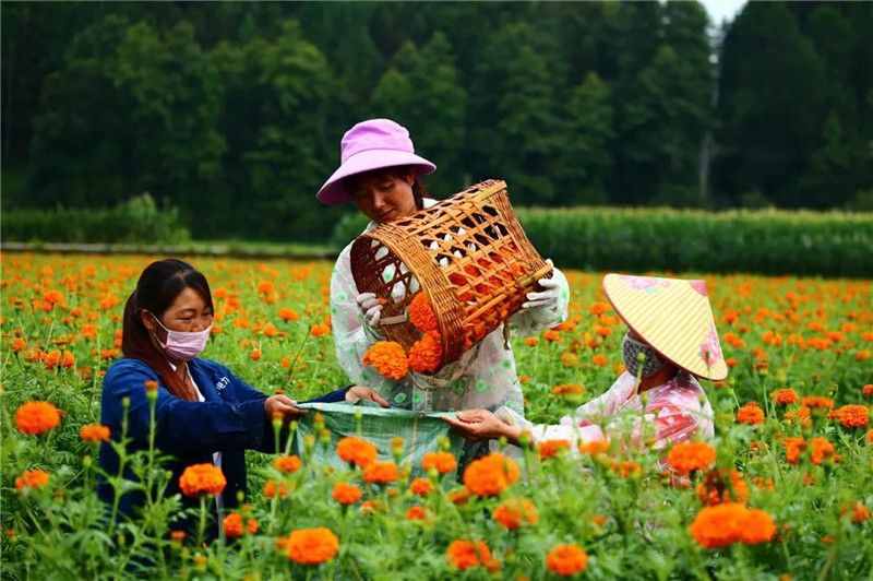 生态保山｜腾冲：镶嵌在祖国边陲的“彩色花园”