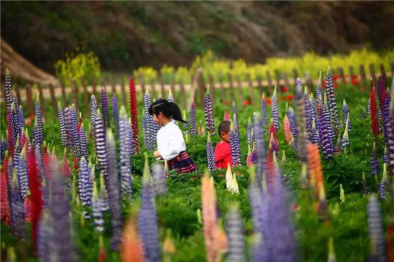 生态保山｜腾冲：镶嵌在祖国边陲的“彩色花园”
