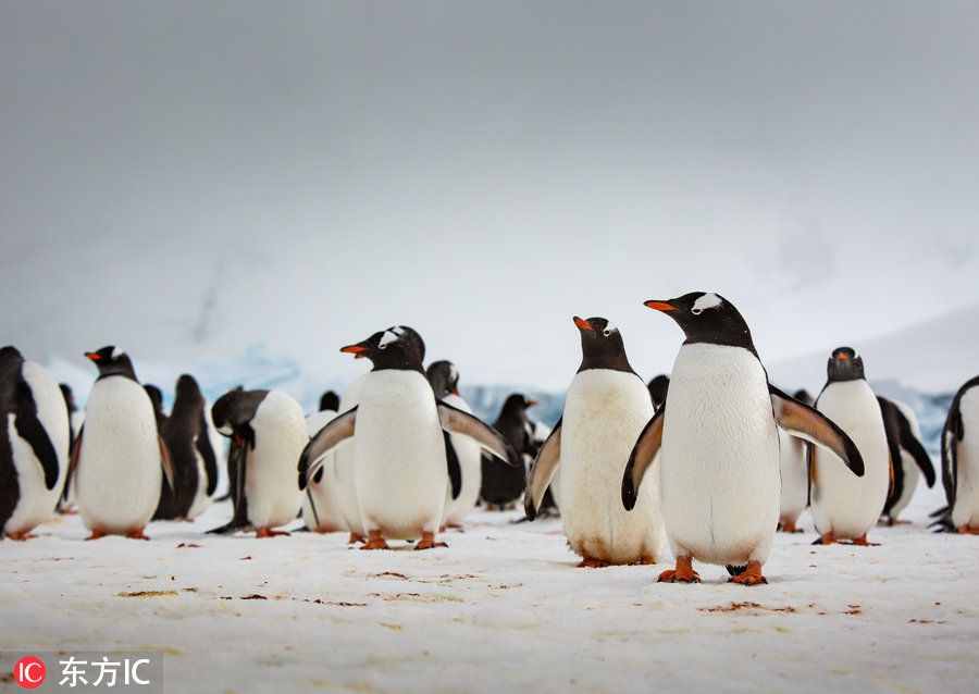 摄影师拍南极企鹅跳高起舞画面 憨态十足萌态百出