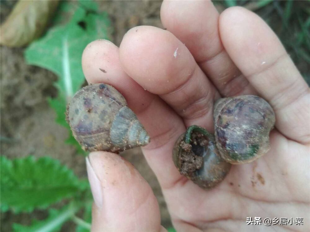 防治蜗牛就得用农药？了解蜗牛习性，几个“坚持”后，地里没蜗牛