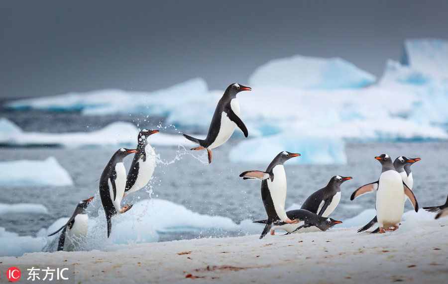 摄影师拍南极企鹅跳高起舞画面 憨态十足萌态百出