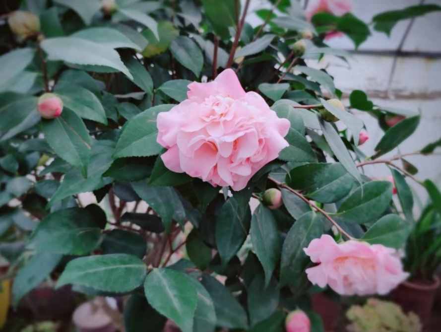 茶花夏季看着不长，其实它在“孕育”，做好养护，秋季枝头满花苞