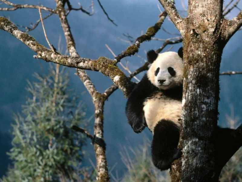 为什么野兽不敢攻击大熊猫？看看它的另一个“外号”就知道了