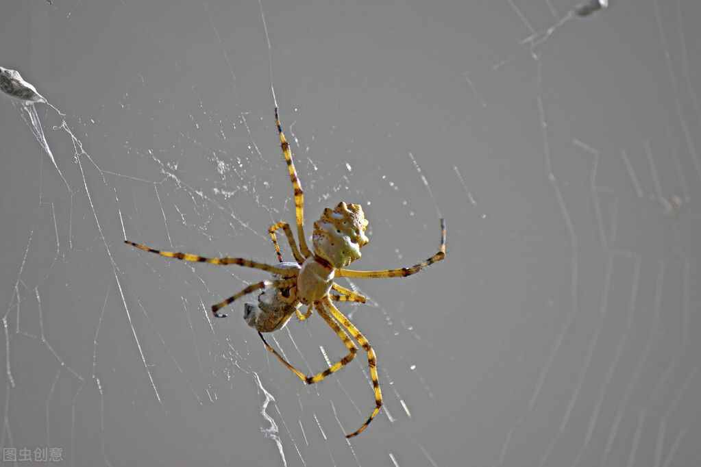 家中常见的蜘蛛有毒吗？轻重不一，被以下三种蜘蛛咬后请及时送医