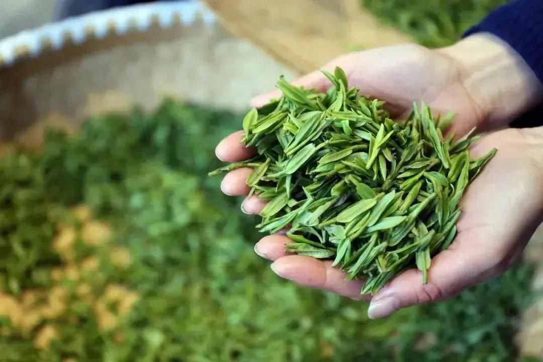 淡茶抗疫：西湖龙井茶（绿茶），斯宅高山茶（绿茶、红茶）