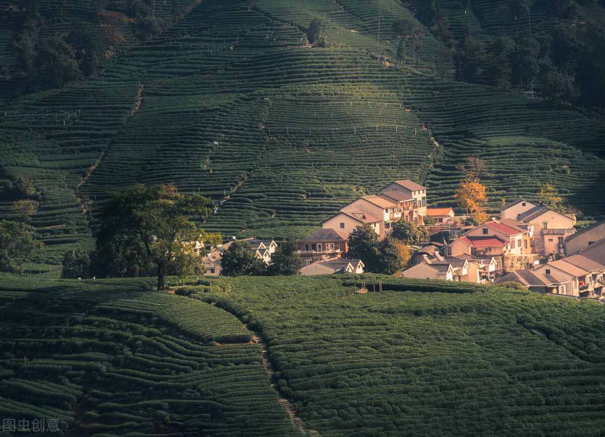 西湖龙井茶五大核心产地，谁才是龙井之巅？