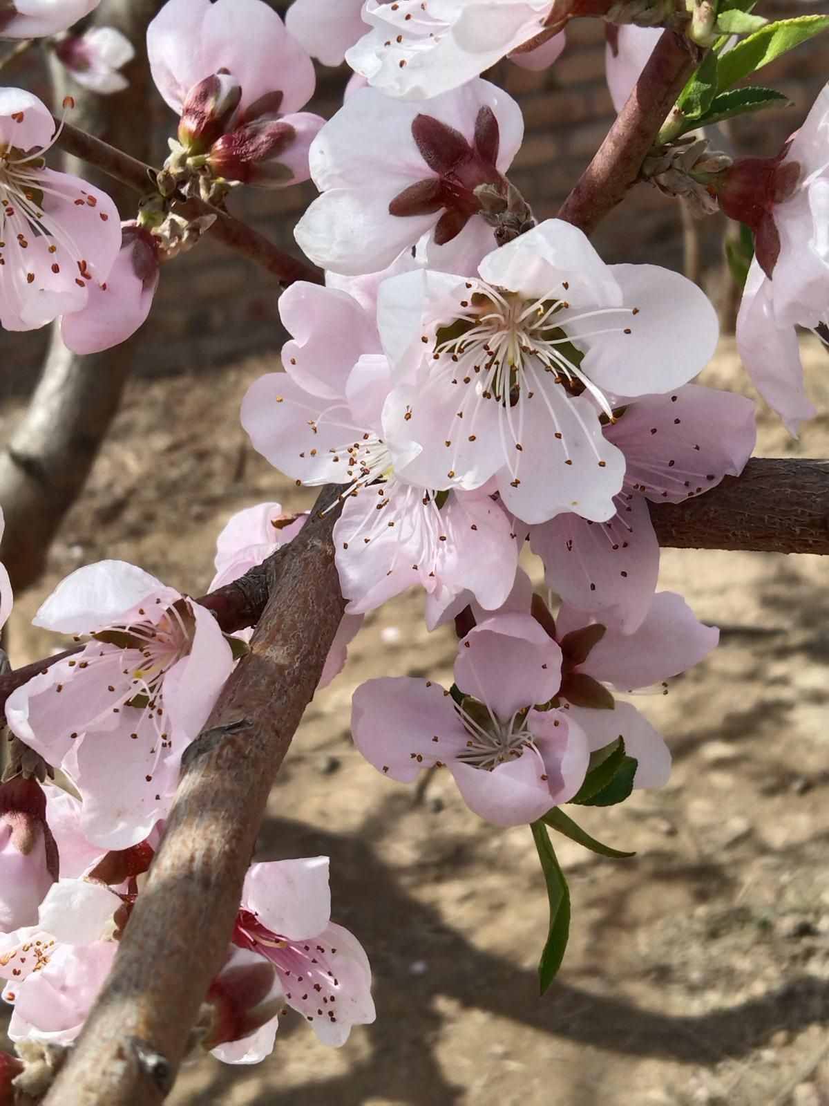 这5种花，是春天的代表性花草，种上几株，满满的春天气息