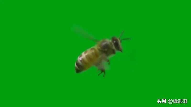 30米高空，最远狂飞18000米，蜜蜂交配为啥那么复杂？全程科学