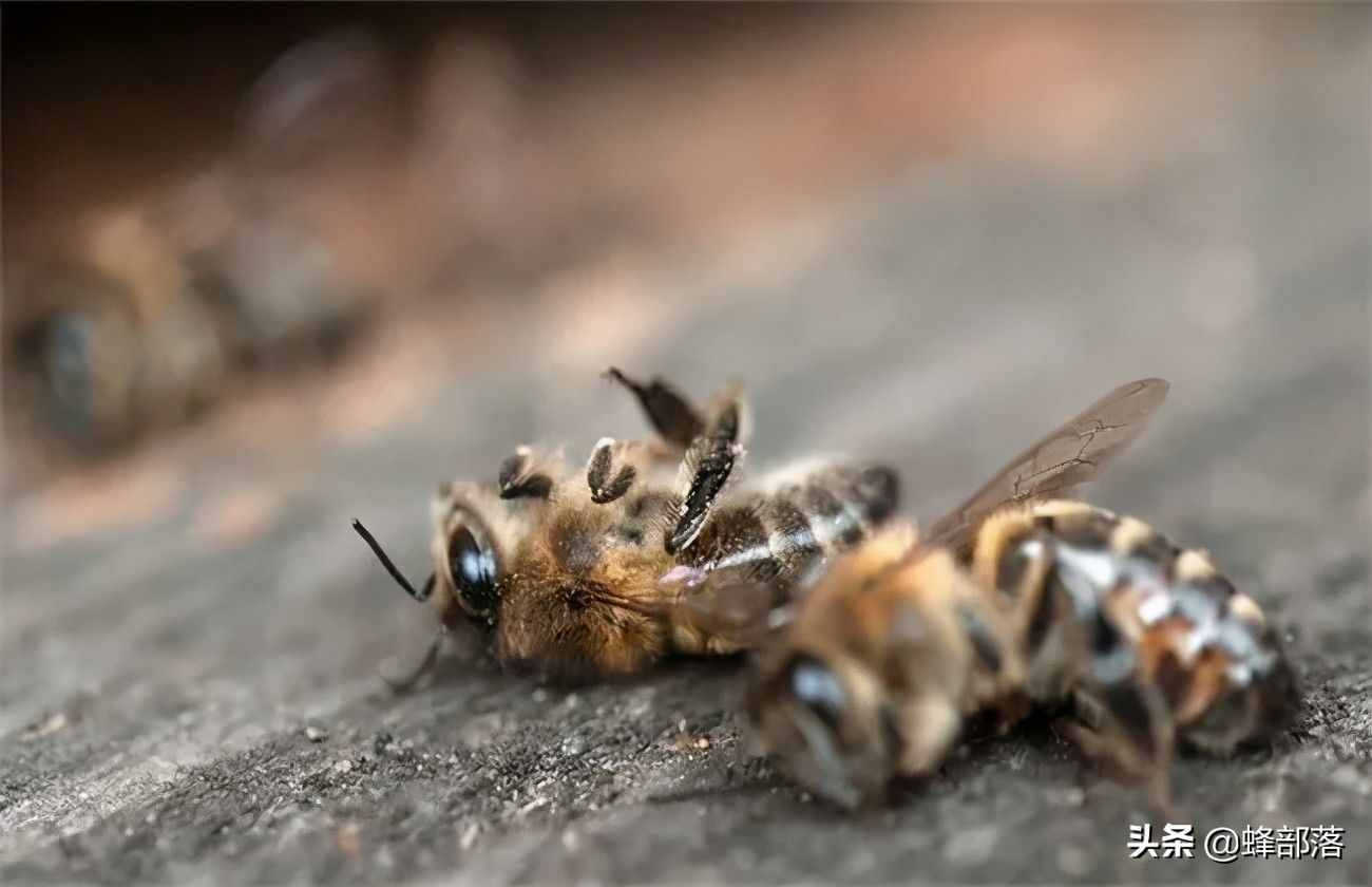 30米高空，最远狂飞18000米，蜜蜂交配为啥那么复杂？全程科学