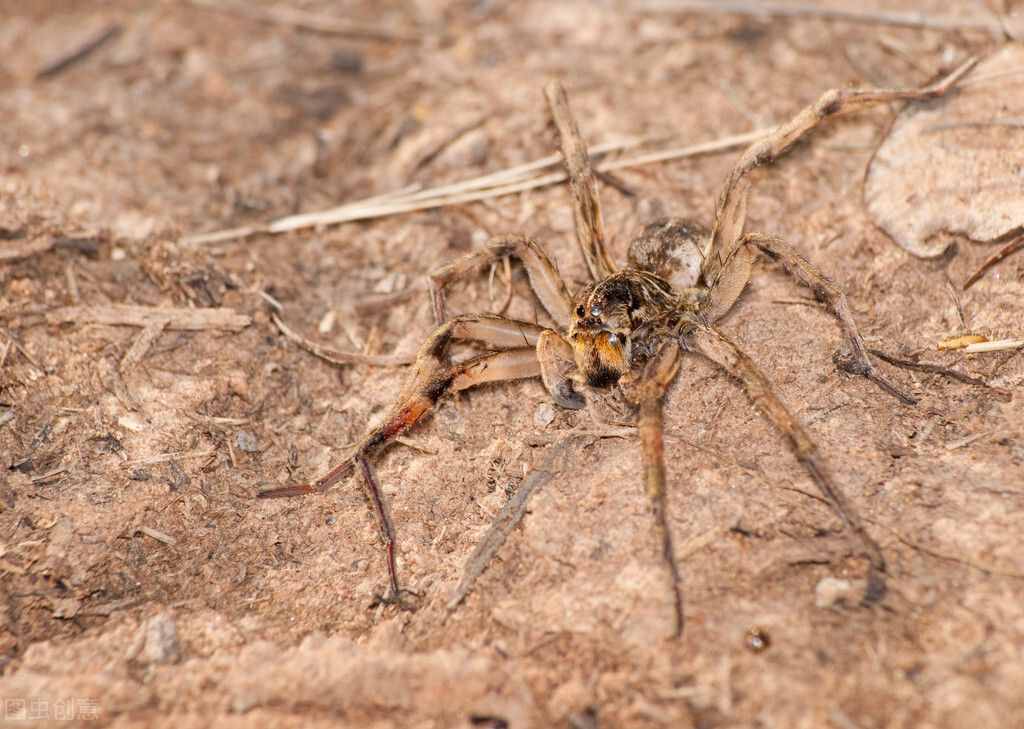 家中常见的蜘蛛有毒吗？轻重不一，被以下三种蜘蛛咬后请及时送医