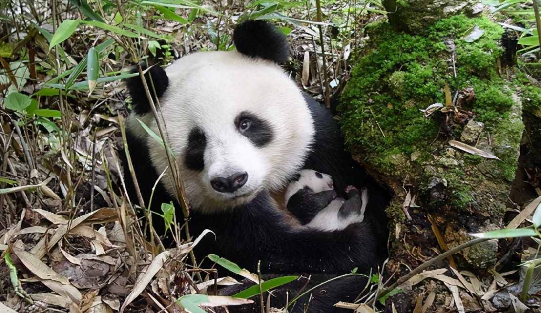 8只野生大熊猫跑进甘肃，它们那么温顺，在野外有天敌吗？