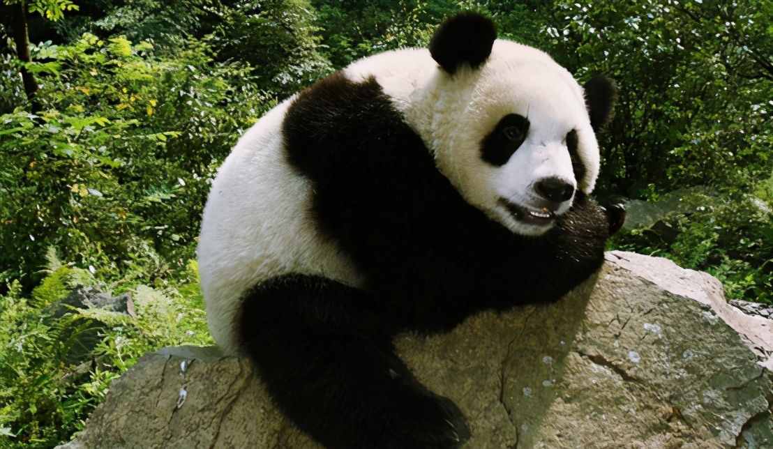 8只野生大熊猫跑进甘肃，它们那么温顺，在野外有天敌吗？