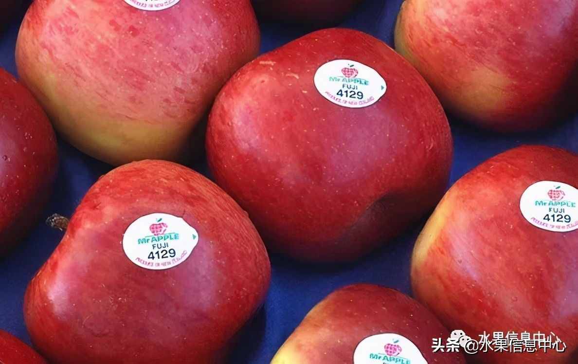 常见的23种苹果的品种产地及成熟时间一览