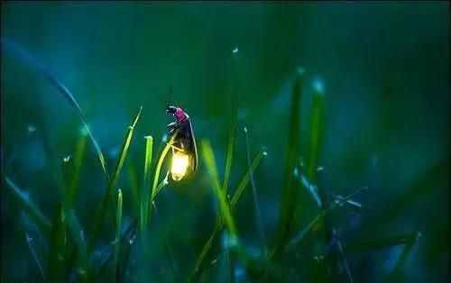 天真可爱的萤火虫竟然喜欢吃蜗牛