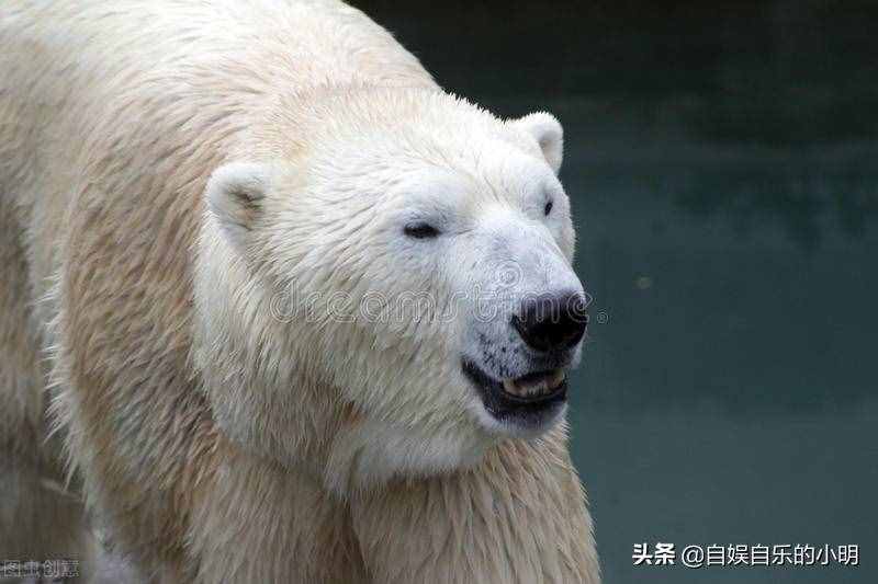 黑色皮肤的北极熊是唯一会积极捕猎人类的哺乳动物