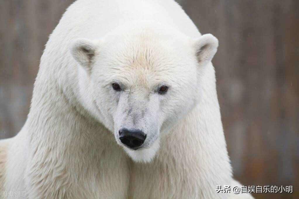 黑色皮肤的北极熊是唯一会积极捕猎人类的哺乳动物