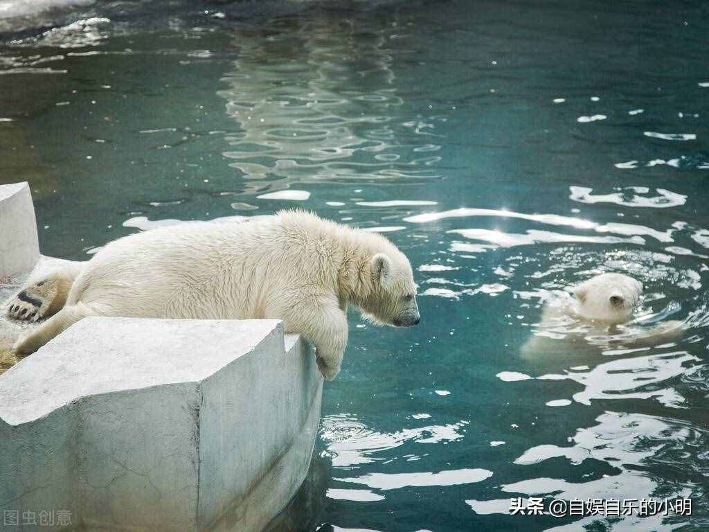 黑色皮肤的北极熊是唯一会积极捕猎人类的哺乳动物