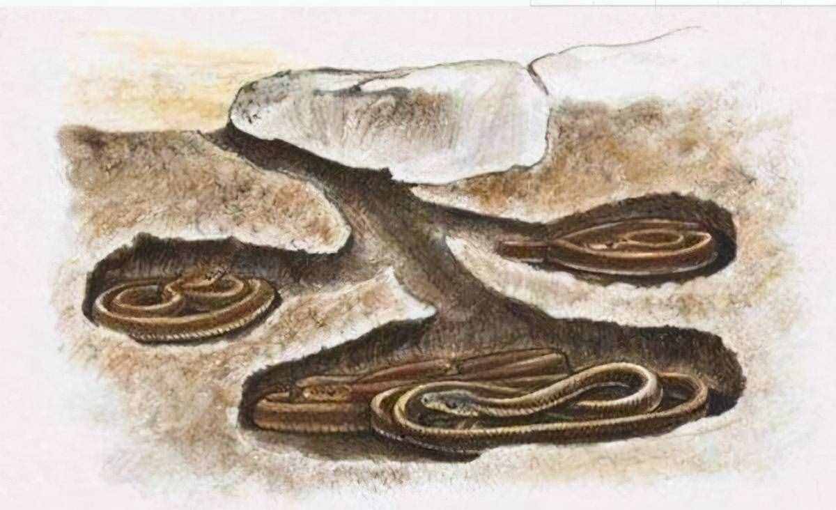 为什么蛇要冬眠而不是迁徙？冬眠的蛇会被其他动物吃掉吗？